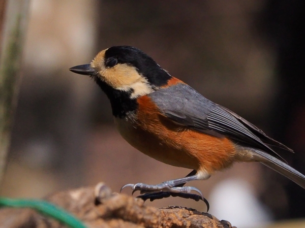 名古屋インポートセレクトショップ　プラスエー（PLUSa）