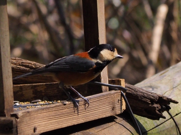 名古屋インポートセレクトショップ　プラスエー（PLUSa）