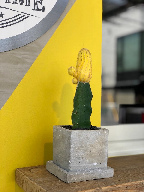 名古屋インポートセレクトショップ　プラスエー（PLUSa）